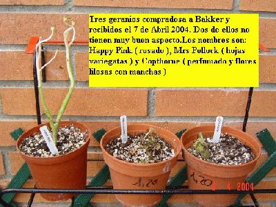 normal_geranis%20Bakker%20reb%2007%2004%2004.jpg