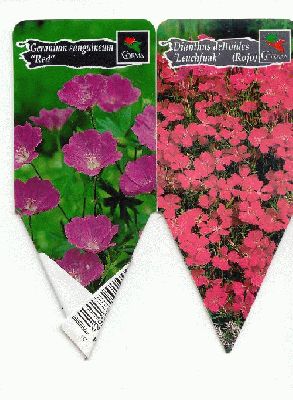 normal_Geranium%20sanguineum%20i%20dianthus.jpg