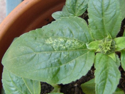 normal_girasoles1.JPG