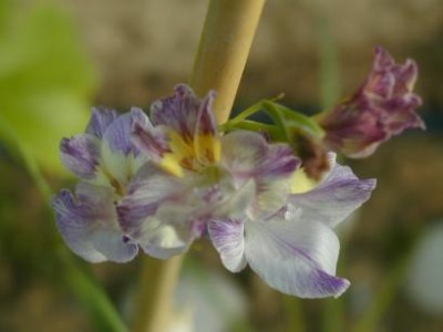 normal_Gladiolus%20carinatus%20_.JPG