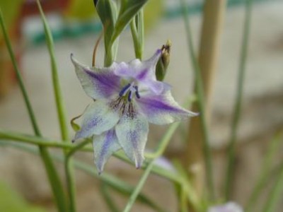 normal_Gladiolus%20carinatus.JPG
