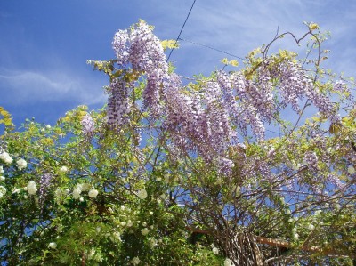 normal_GLICINIA%20PRIMAV9.jpg