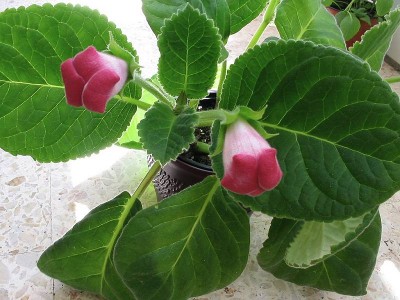 normal_Gloxinia%2001.jpg