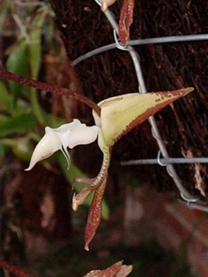 normal_Gongora%20unicolor%20(3)%20(Small).JPG