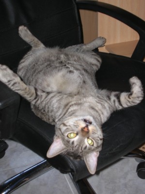 normal_Gordo.jpg
