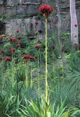 normal_gymea-lily3jpg%5B1%5D.jpg