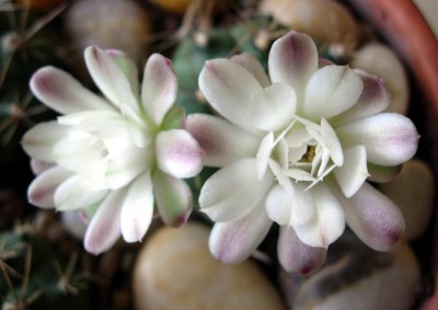 normal_gymno%20en%20flor%201.jpg