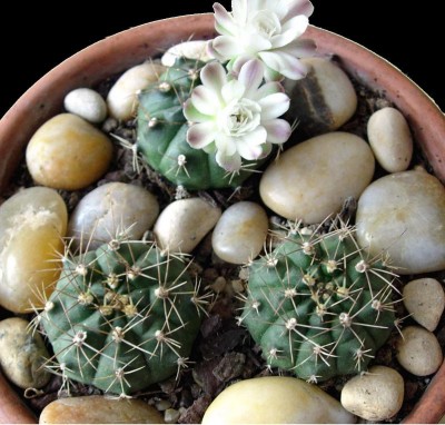 normal_gymno%20flor%201a.jpg