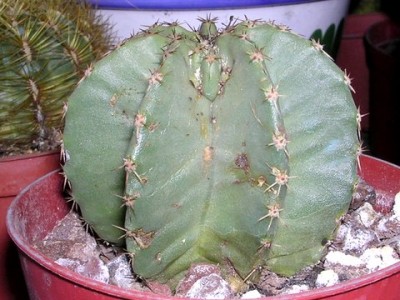 normal_gymno%20y%20rebutia%20en%20flor%20016.jpg