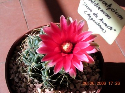 normal_gymno%20y%20rebutia%20en%20flor%20027.jpg