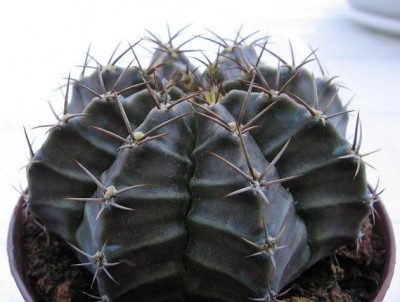 normal_Gymnocalycium%20mihanovichii.JPG
