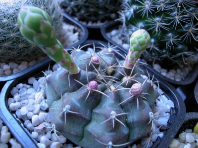 normal_gymnoflor.jpg