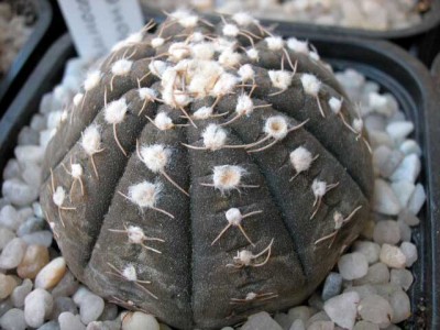 normal_gymnoragonesii.jpg