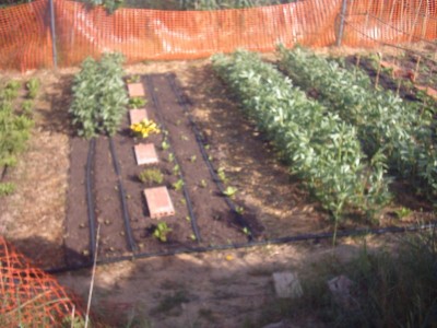 normal_habas%2C%20acelgas.JPG