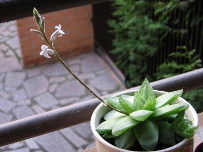 normal_Haworthia%20cymbiformis.JPG