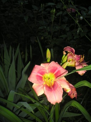 normal_hemerocallis400.jpg