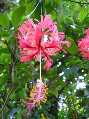 normal_Hibisco%202.jpg
