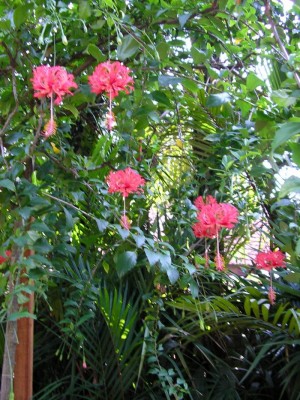 normal_Hibisco%203.jpg