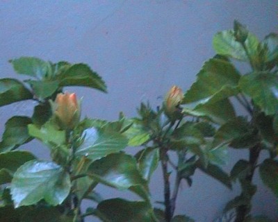 normal_hibiscus%20doble%7E0.jpg