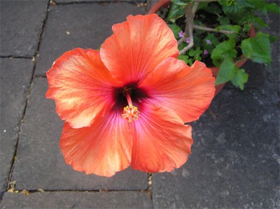 normal_hibiscus%7E1.jpg