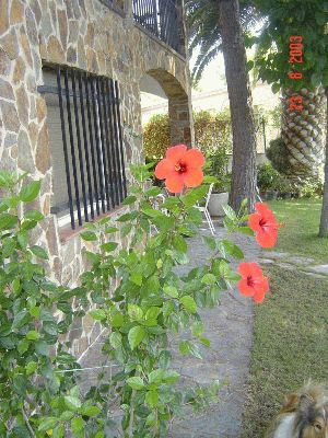 normal_hibiscus.jpg
