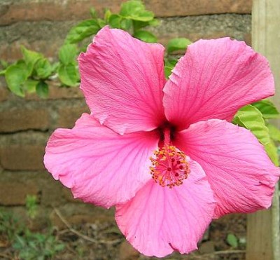 normal_Hibiscus.JPG