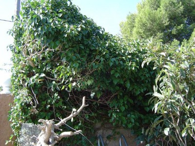 normal_hiedra%20monstruosa%204.JPG