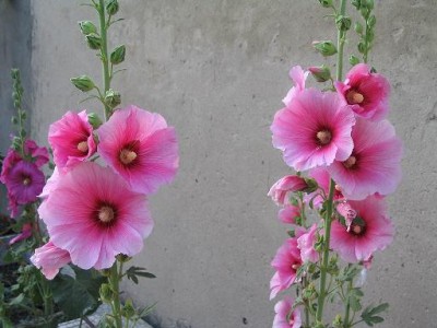 normal_hierbas%20con%20flor.JPG