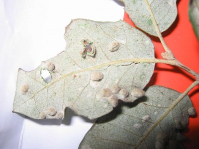 normal_Hoja%20de%20encina%20.JPG