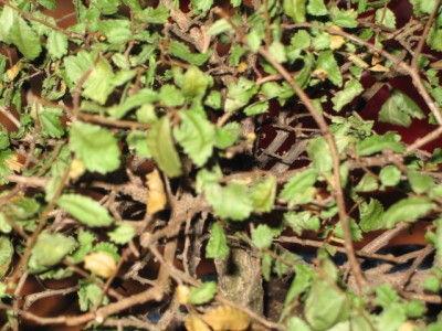 normal_Hojas%20bonsai2.JPG