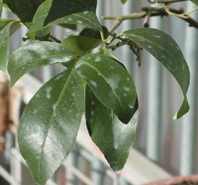 normal_hojas%20kumquat.jpg