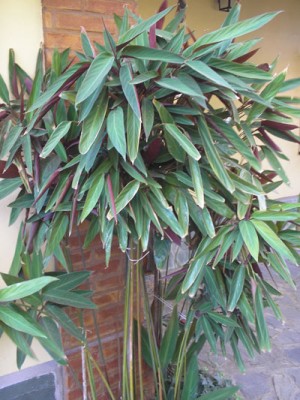 normal_hojas-verdes-y-bord%F3.jpg