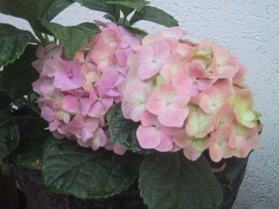 normal_hortensia%7E0.jpg