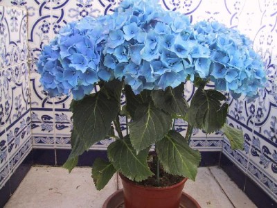 normal_Hortensia0.jpg
