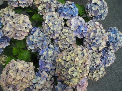 normal_Hortensia1%7E0.jpg