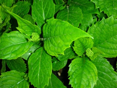 normal_Hortensia3_%20abril%202006.JPG