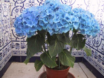 normal_Hortensia_azul.jpg