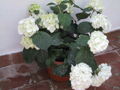 normal_Hortensia_blanca.jpg
