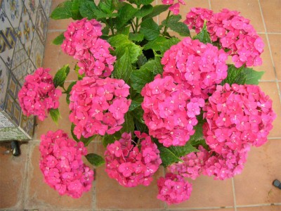 normal_Hortensia_mitad%20junio2006.jpg