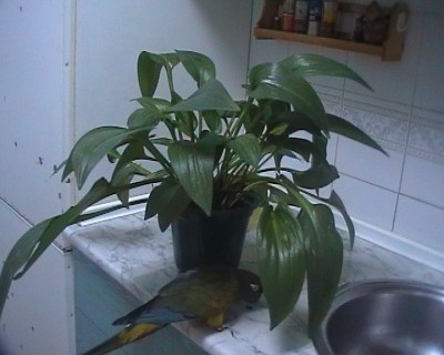 normal_hosta.jpg