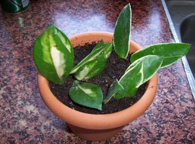 normal_hoya%20variegata%20%281%29.jpg