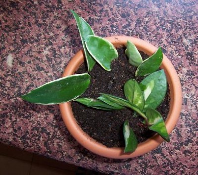 normal_hoya%20variegata.jpg