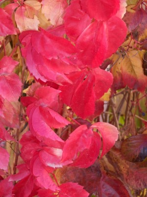 normal_HPIM0809.JPG