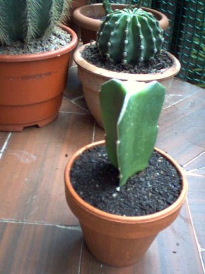 normal_Hylocereus.jpg