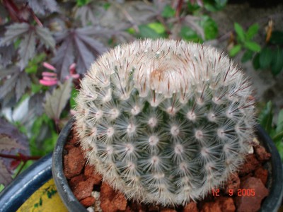normal_identificaci%F3n%20001.jpg