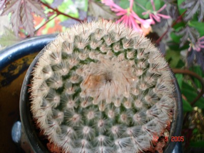 normal_identificaci%F3n%20005.jpg