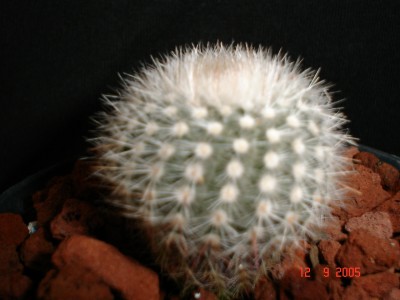 normal_identificaci%F3n%20009.jpg