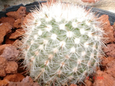 normal_identificaci%F3n%20013.jpg