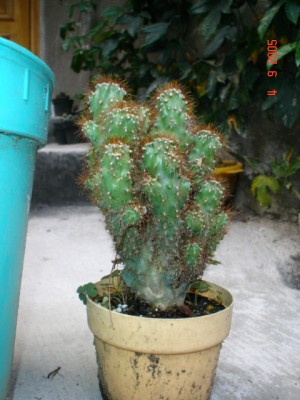 normal_identificacion%203.jpg
