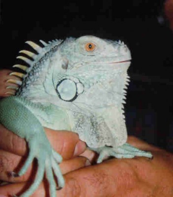 normal_iguana.jpg